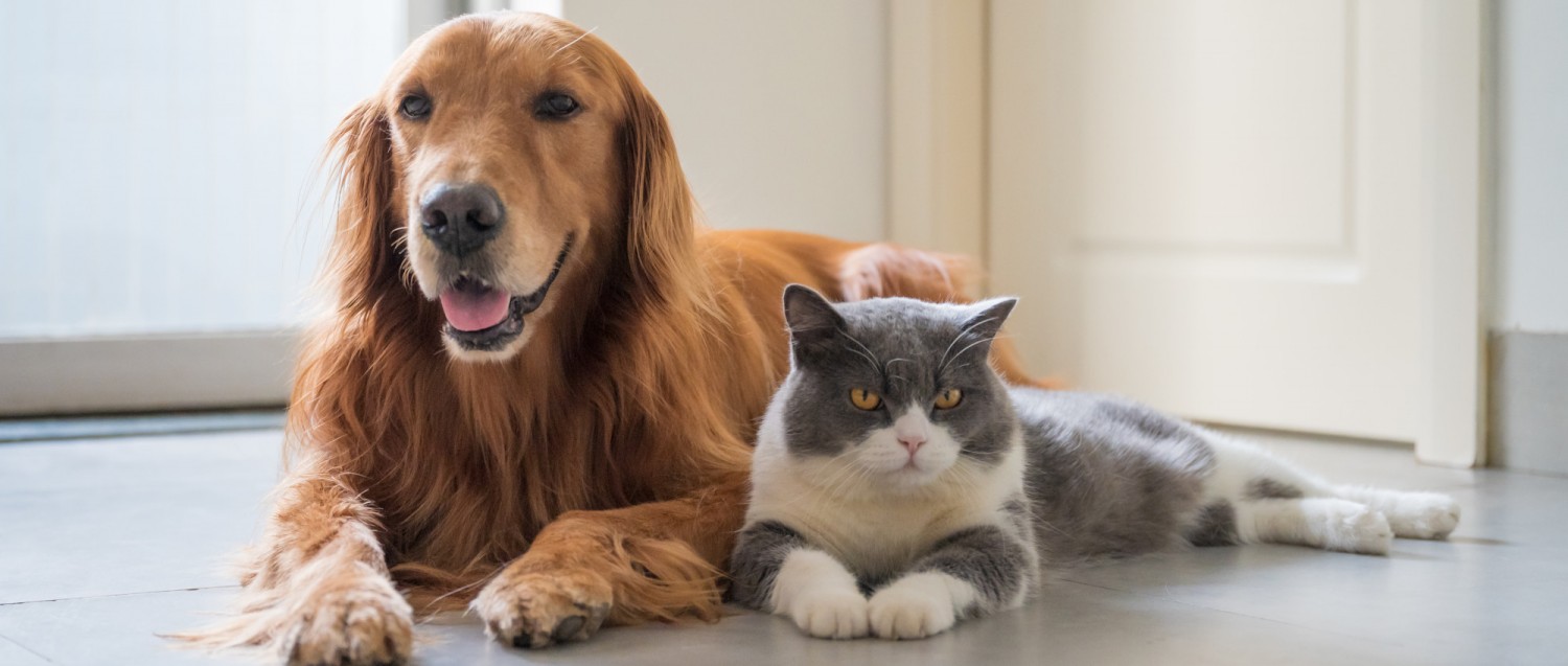 Cat and Dog Banner Cat and Dog Banner